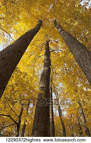 Stock Photograph - Low angle view of golden leaves on trees in autumn; Brampton, Ontario, Canada. Fotosearch