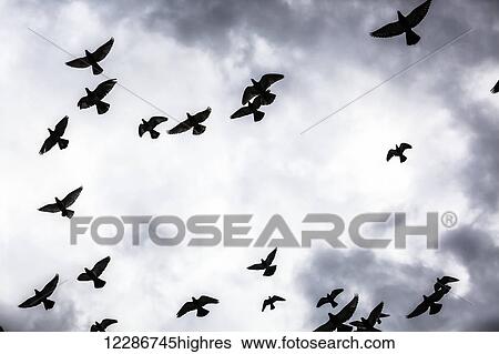 Stock Photograph - Low angle view of silhouetted flock of birds flying against a cloudy sky; Thessaloniki, Greece. Fotosearch