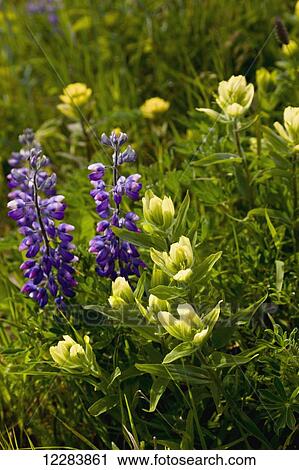 Lupine blooming among other wildflowers on the tundra, Sand Point, Popof Island, Southwestern Alaska, USA, Summer View Large Photo Image Stock Image - Lupine blooming among other wildflowers on the tundra, Sand Point, Popof Island, Southwestern Alaska, USA, Summer . Fotosearch