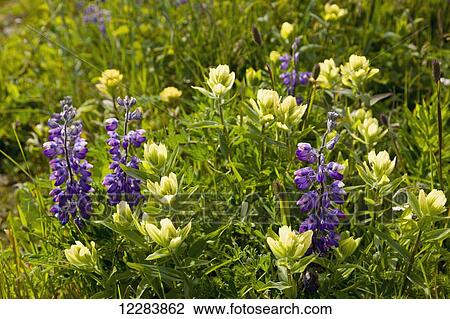 Stock Image - Lupine blooming among other wildflowers on the tundra, Sand Point, Popof Island, Southwestern Alaska, USA, Summer . Fotosearch