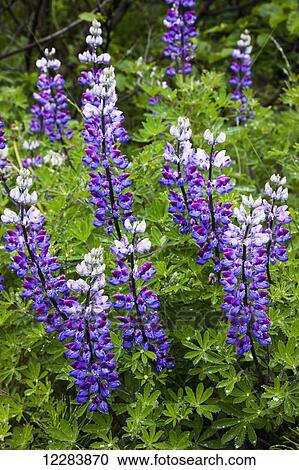 Lupine in bloom, Sand Point, Popof Island, Southwestern Alaska, USA, Summer View Large Photo Image Stock Image - Lupine in bloom, Sand Point, Popof Island, Southwestern Alaska, USA, Summer . Fotosearch