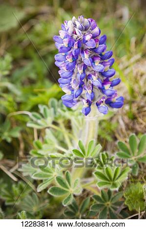 Picture - Lupine wildflowers growing on St. Paul Island, Southwestern Alaska, USA, Summer . Fotosearch
