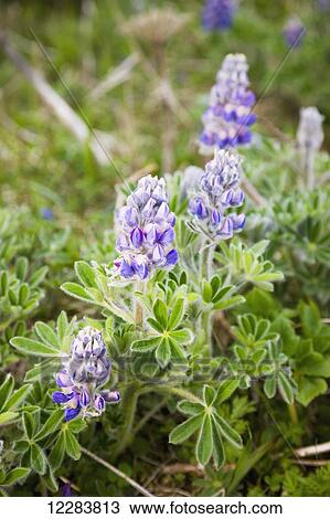 Stock Image - Lupine wildflowers growing on St. Paul Island, Southwestern Alaska, USA, Summer . Fotosearch