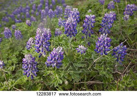 Lupine wildflowers growing on St. Paul Island, Southwestern Alaska, USA, Summer View Large Photo Image Stock Photo - Lupine wildflowers growing on St. Paul Island, Southwestern Alaska, USA, Summer . Fotosearch