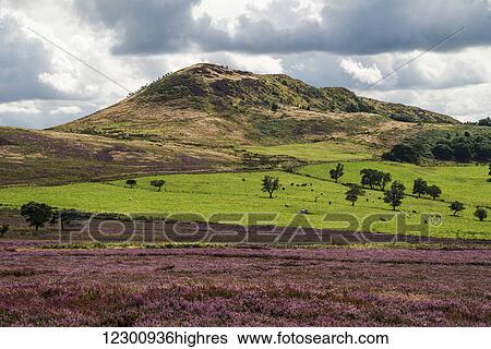 Stock Photograph - Lush grass fields and a hill under a cloudy sky and blossoming pink flowers in the foreground; Yorkshire, England. Fotosearch