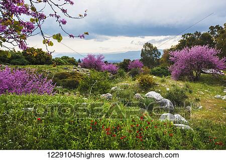 Lush grass with bright pink blossoms on trees and wildflowers; Israel View Large Photo Image Stock Photograph - Lush grass with bright pink blossoms on trees and wildflowers; Israel. Fotosearch