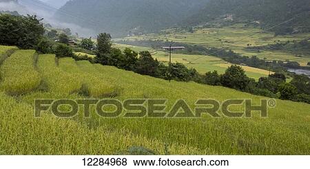 Stock Photo - Lush green grass on a slope with a view of the valley; Thimphu, Bhutan. Fotosearch