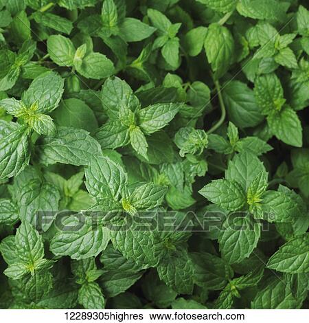 Lush green mint leaves; Toronto, Ontario, Canada View Large Photo Image Stock Photograph - Lush green mint leaves; Toronto, Ontario, Canada. Fotosearch