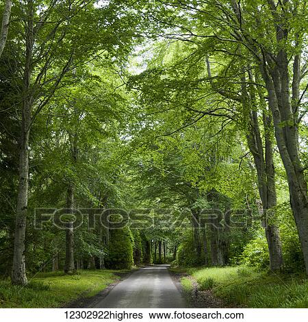 Stock Photograph - Lush green trees and grass line a road; Scotland. Fotosearch