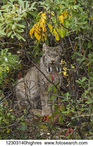 Stock Photograph - Lynx (Lynx canadensis)sitting under yellow felt-leaf willows (Salix alaxensis), Denali National Park and Preserve, Interior Alaska, Autumn. Fotosearch