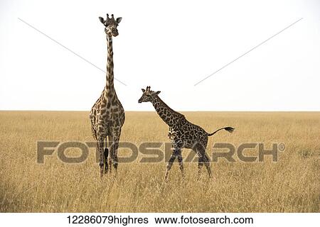 Maasai Giraffe (Giraffa camelopardalis) with calf in dry season grasslands of Serengeti National Park; Tanzania View Large Photo Image Stock Photograph - Maasai Giraffe (Giraffa camelopardalis) with calf in dry season grasslands of Serengeti National Park; Tanzania. Fotosearch