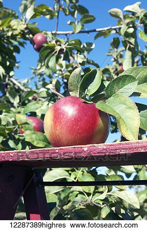 Stock Photograph - Macintosh apple; Quebec, Canada. Fotosearch