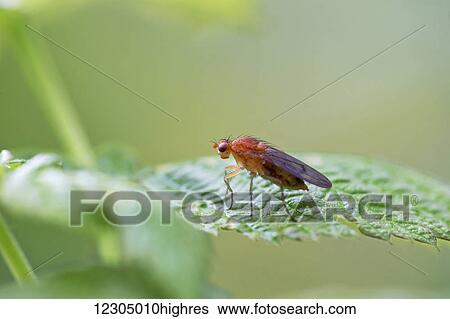 Stock Photograph - Macro of a Clusiid fly (Clusia occidentalis) on a leaf, Palmer, Southcentral Alaska. Fotosearch