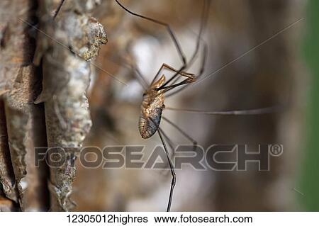 Stock Photograph - Macro of a Daddy longlegs climbing a birch tree, Palmer, Southcentral Alaska. Fotosearch