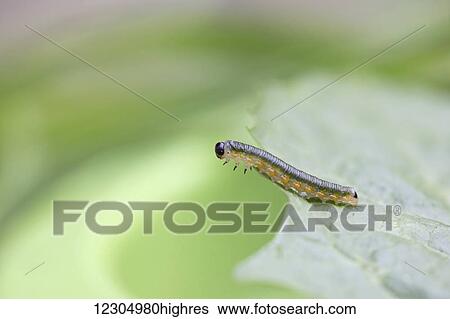 Macro of a small green caterpillar crawling on the edge of a leaf, Palmer, Southcentral Alaska, summer View Large Photo Image Stock Photograph - Macro of a small green caterpillar crawling on the edge of a leaf, Palmer, Southcentral Alaska, summer. Fotosearch