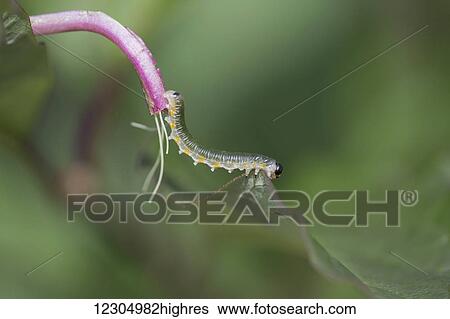 Stock Photograph - Macro of a small green caterpillar crawling from a stem to a leaf, Palmer, Southcentral Alaska, summer. Fotosearch