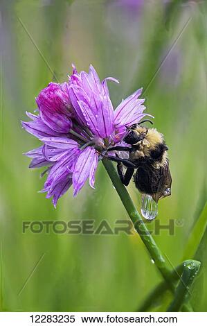 Stock Photography - Macro of a wet bumblebee clinging to a chive blossom, Kodiak, Southwest Alaska. Fotosearch