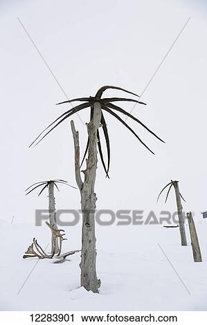 Makeshift palm trees made from dead tree Trunks and whale baleen decorate snowbanks outside a Barrow home, Barrow, North Slope, Arctic Alaska, USA, Winter View Large Photo Image Stock Image - Makeshift palm trees made from dead tree Trunks and whale baleen decorate snowbanks outside a Barrow home, Barrow, North Slope, Arctic Alaska, USA, Winter. Fotosearch