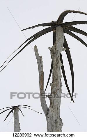 Makeshift palm trees made from dead tree Trunks and whale baleen decorate snowbanks outside a Barrow home, Barrow, North Slope, Arctic Alaska, USA, Winter View Large Photo Image Stock Image - Makeshift palm trees made from dead tree Trunks and whale baleen decorate snowbanks outside a Barrow home, Barrow, North Slope, Arctic Alaska, USA, Winter. Fotosearch