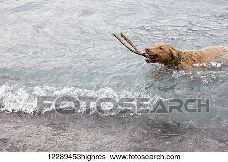 Stock Photograph - Male Chesapeake Bay Retreiver fetching a stick out of Kenai Lake, Summer, Trail River Campground, Southcentral Alaska, USA.. Fotosearch