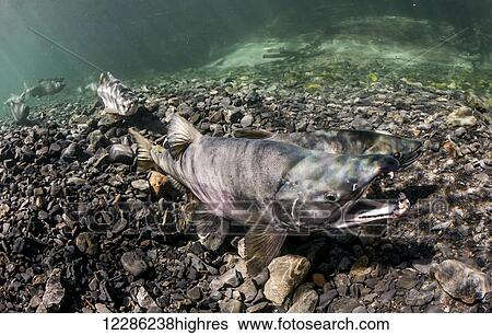 Stock Photograph - Male Chum Salmon (Oncorhynchus keta) gapes to encourage his mate to spawn, Alaska. Fotosearch