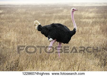 Stock Photograph - Male Common Ostrich (Struthio camelus) in breeding plumage, Ngorongoro Crater; Tanzania. Fotosearch