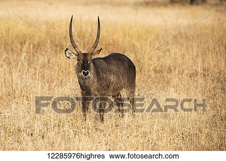 Stock Photograph - Male Common Waterbuck (Kobus ellipsiprymnus) in dry grass, Tarangire National Park; Tanzania. Fotosearch