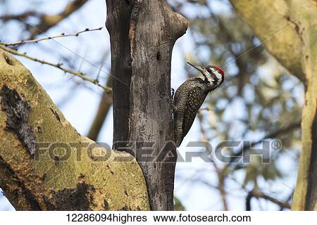 Stock Photograph - Male Nubian Woodpecker (Campethera nubica), Lake Nakuru National Park; Kenya. Fotosearch