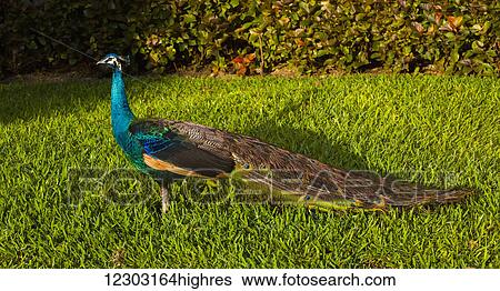 Male peacock; Playa del Carmen, Quintana Roo, Mexico View Large Photo Image Stock Photograph - Male peacock; Playa del Carmen, Quintana Roo, Mexico. Fotosearch