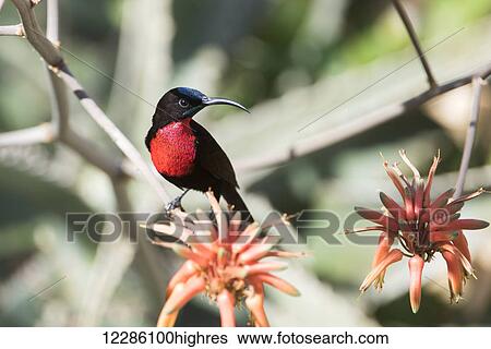 Male Scarlet-chested Sunbird (Chalcomitra senegalensis) perched on aloe flower, Tarangire National Park; Tanzania View Large Photo Image Stock Photograph - Male Scarlet-chested Sunbird (Chalcomitra senegalensis) perched on aloe flower, Tarangire National Park; Tanzania. Fotosearch