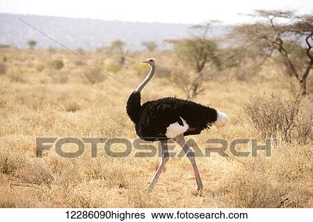 Male Somali Ostrich (Struthio molybdophanes) in breeding plumage, Samburu National Reserve; Kenya View Large Photo Image Stock Photograph - Male Somali Ostrich (Struthio molybdophanes) in breeding plumage, Samburu National Reserve; Kenya. Fotosearch
