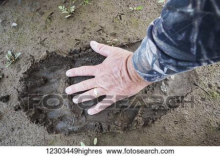 Stock Photograph - Man compares his hand to the footprint of a Brown Bear near Brooks Falls, Katmai National Park, Southwest Alaska. Fotosearch