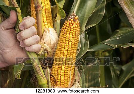 Stock Image - Man's hand holding stalk of corn plant near shucked corn; Clear Spring, Maryland, United States of America. Fotosearch