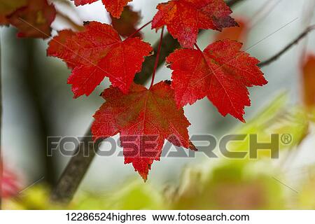 Stock Photograph - Maple leaves show off their autumn hues; Astoria, Oregon, United States of America. Fotosearch
