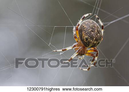 Marbled orb-weaver in her web in a mire; Saint-Denis-sur-Richelieu, Quebec, Canada View Large Photo Image Stock Photograph - Marbled orb-weaver in her web in a mire; Saint-Denis-sur-Richelieu, Quebec, Canada. Fotosearch