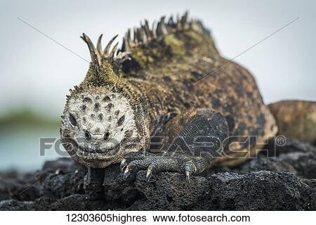 Stock Photograph - Marine iguana (Amblyrhynchus cristatus) on grey rocks beside sea; Galapagos Islands, Ecuador. Fotosearch