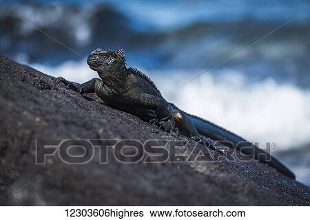 Stock Photograph - Marine iguana (Amblyrhynchus cristatus) on sloping rock beside sea; Galapagos Islands, Ecuador. Fotosearch