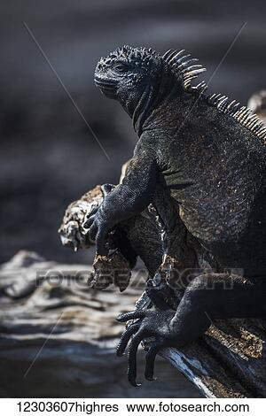 Marine iguana (Amblyrhynchus cristatus) perched on a dead wooden log; Galapagos Islands, Ecuador View Large Photo Image Stock Photograph - Marine iguana (Amblyrhynchus cristatus) perched on a dead wooden log; Galapagos Islands, Ecuador. Fotosearch