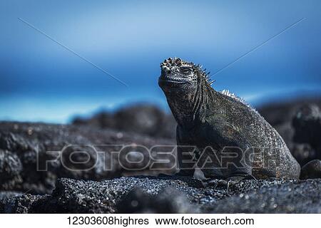 Marine iguana (Amblyrhynchus cristatus) sunbathing on black volcanic rocks; Galapagos Islands, Ecuador View Large Photo Image Stock Photograph - Marine iguana (Amblyrhynchus cristatus) sunbathing on black volcanic rocks; Galapagos Islands, Ecuador. Fotosearch