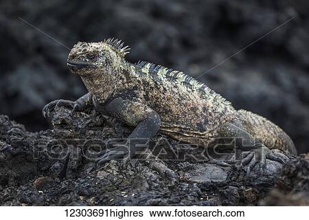 Stock Photograph - Marine iguana (Amblyrhynchus cristatus) lying on black volcanic rock; Galapagos Islands, Ecuador. Fotosearch