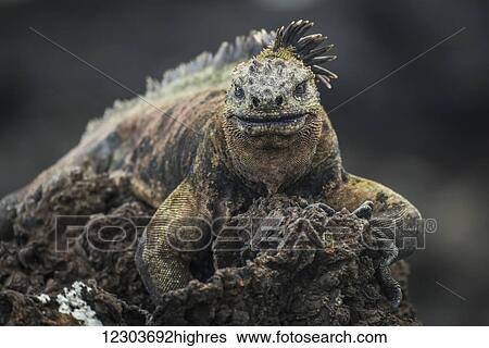 Stock Photograph - Marine iguana (Amblyrhynchus cristatus) perched high on black volcanic rock; Galapagos Islands, Ecuador. Fotosearch