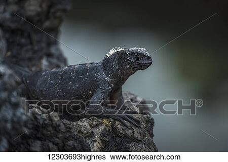 Stock Photograph - Marine iguana (Amblyrhynchus cristatus) perched high on black volcanic rock; Galapagos Islands, Ecuador. Fotosearch