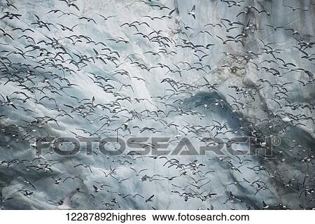 Mass of kittiwakes flying past ice cliff; Spitsbergen, Svalbard, Norway View Large Photo Image Stock Photograph - Mass of kittiwakes flying past ice cliff; Spitsbergen, Svalbard, Norway. Fotosearch