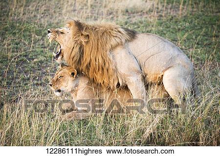 Stock Photograph - Mating Lions (Panthera leo), Serengeti National Park; Tanzania. Fotosearch