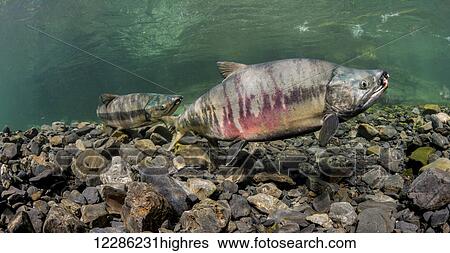 Mature male Chum Salmon (Oncorhynchus keta) underwater in an Alaskan stream during the summer. View Large Photo Image Stock Photograph - Mature male Chum Salmon (Oncorhynchus keta) underwater in an Alaskan stream during the summer.. Fotosearch