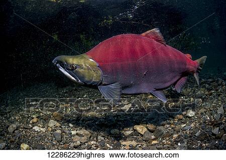Stock Photograph - Mature Sockeye Salmon (Oncorhynchus nerka) male in an Alaskan stream during early summer.. Fotosearch