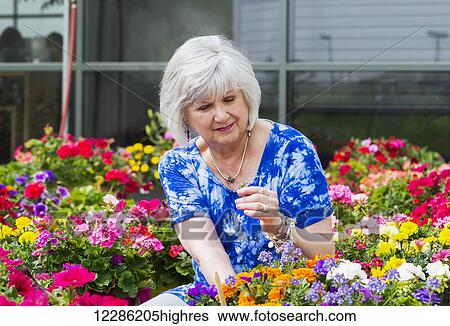 Mature woman shopping for outdoor plants in a garden centre; St. Albert, Alberta, Canada View Large Photo Image Stock Photograph - Mature woman shopping for outdoor plants in a garden centre; St. Albert, Alberta, Canada. Fotosearch