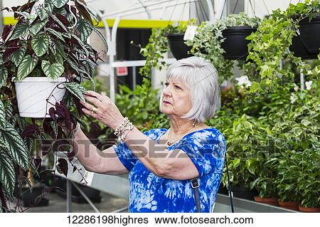 Stock Photograph - Mature woman shopping for plants in a garden centre in a shopping complex; St. Albert, Alberta, Canada. Fotosearch