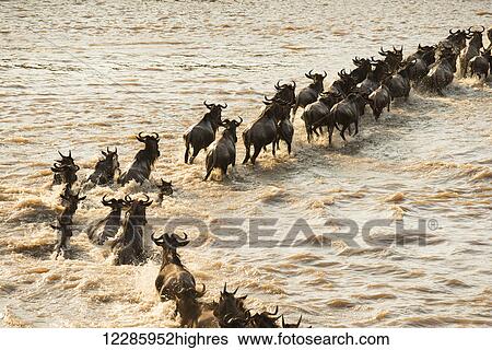 Stock Photograph - Migrating Wildebeest (Connochaetes taurinus) cross the flooded Mara River in Serengeti National Park; Tanzania. Fotosearch