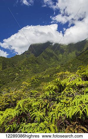 Stock Photograph - Miles inside of the lush Iao Valley with blue sky; Maui, Hawaii, United States of America. Fotosearch